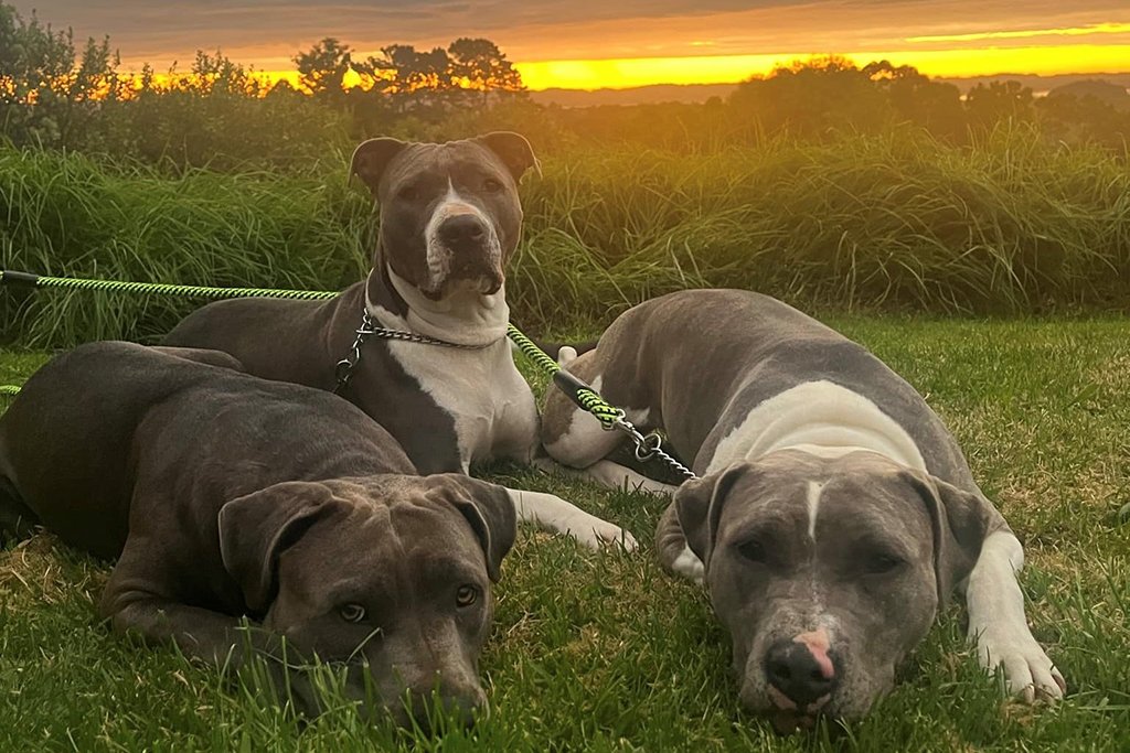 Bella, Shelby and Willow