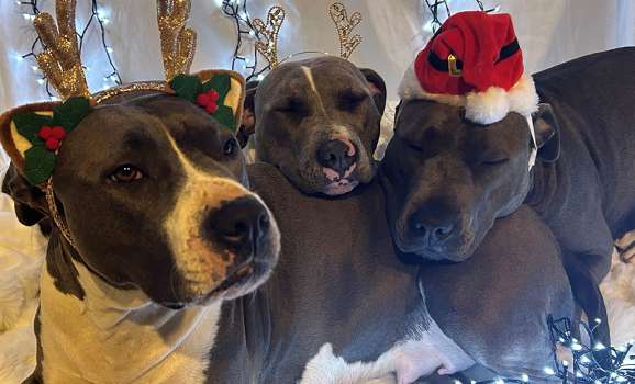 Meet the PASLR pooches – Bella, Shelby and Willow
