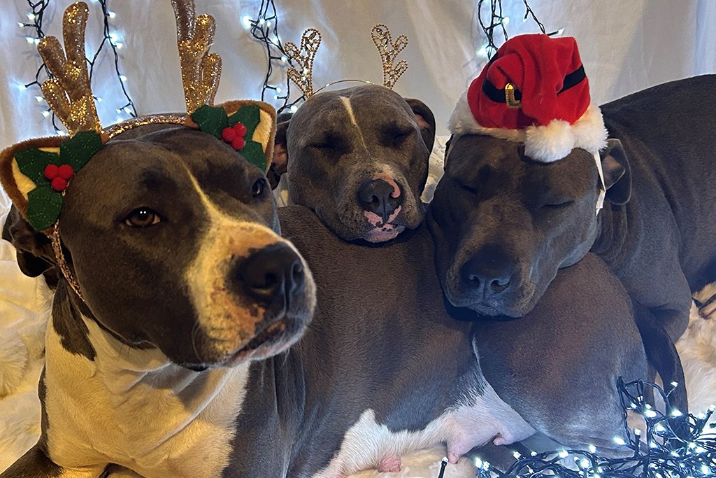 Meet the PASLR pooches – Bella, Shelby and Willow