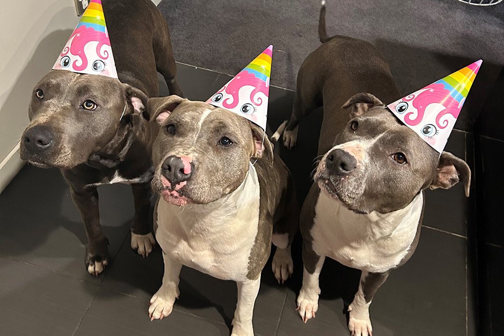 Bella, Shelby and Willow