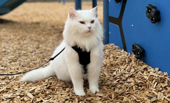 Pucci the cat