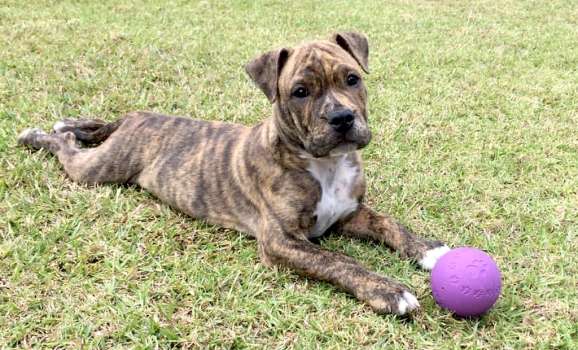 Pancho the PASLR pup